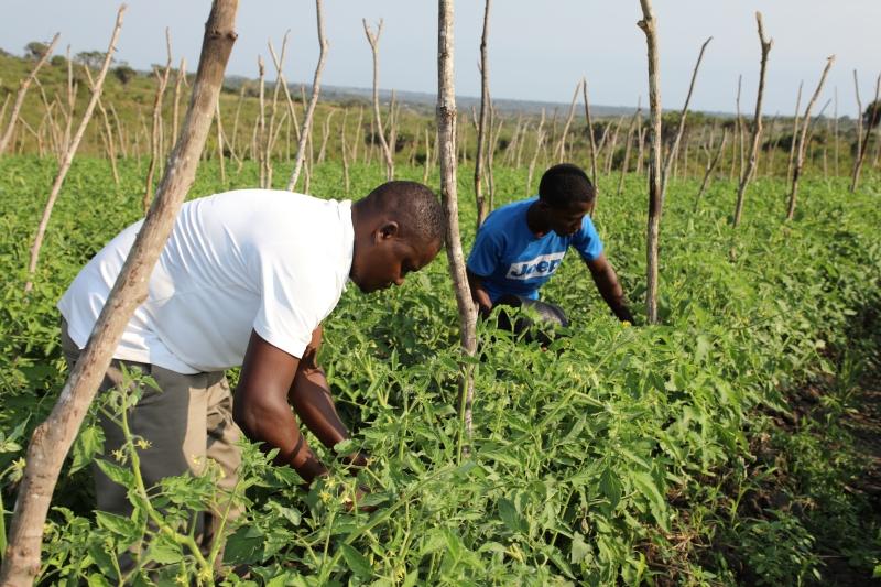 Enabel catalyses commercializing vegetable growing in Tanga