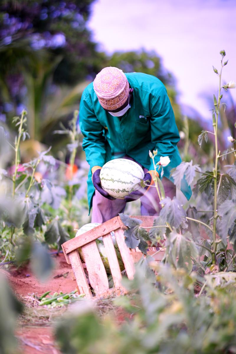 Enabel project turns fortunes and the future of vegetable growers in Tanga, Tanzania