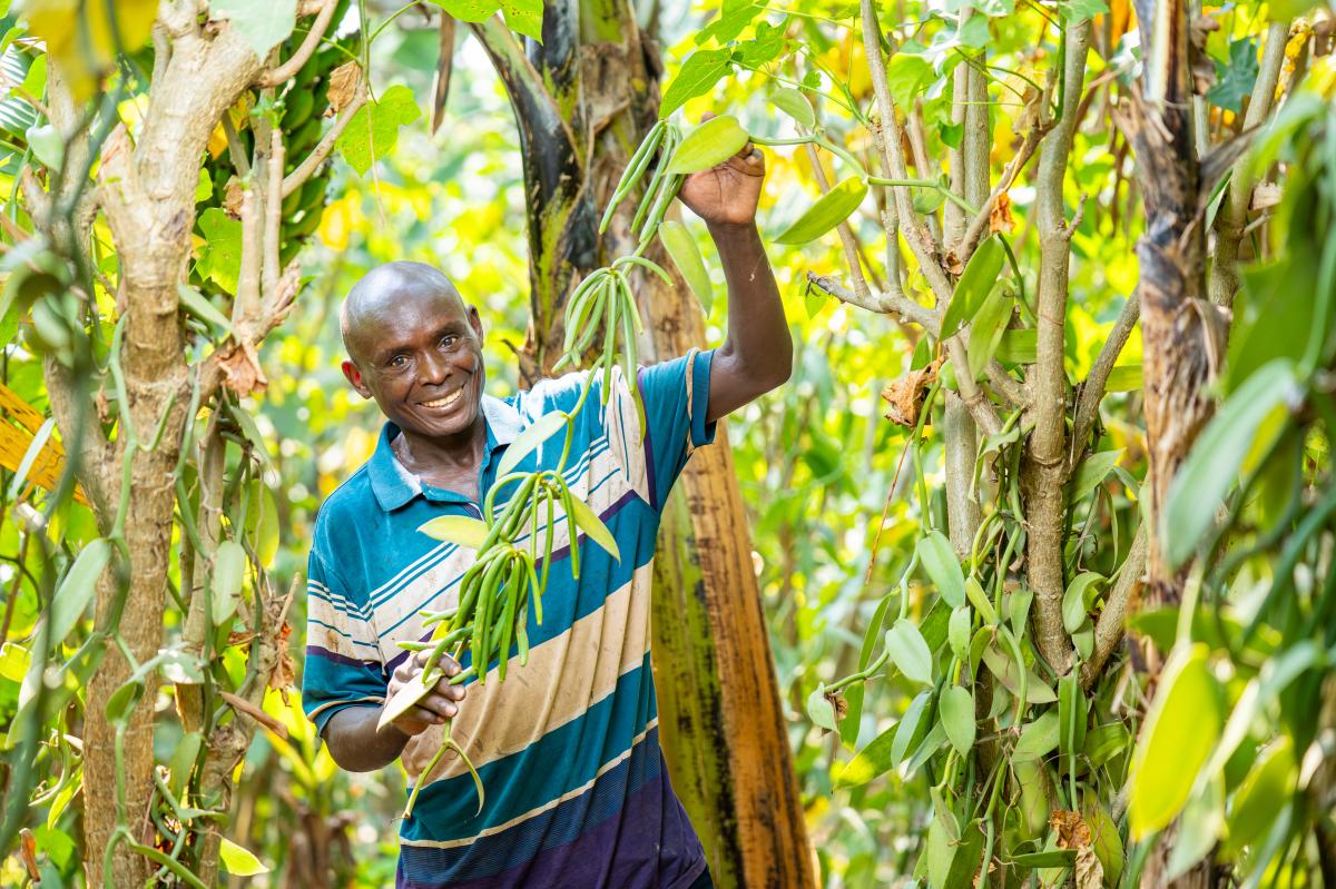 Better farming practices transform vanilla production in Uganda