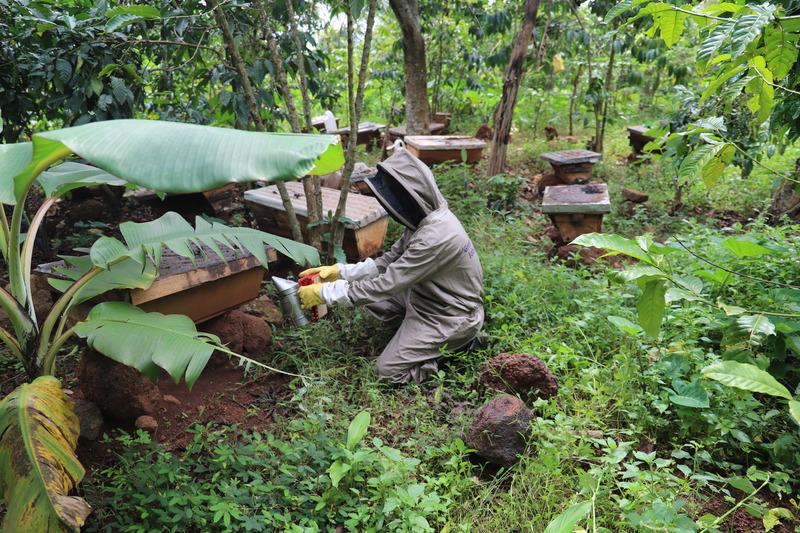 Building a successful beekeeping business in Uganda