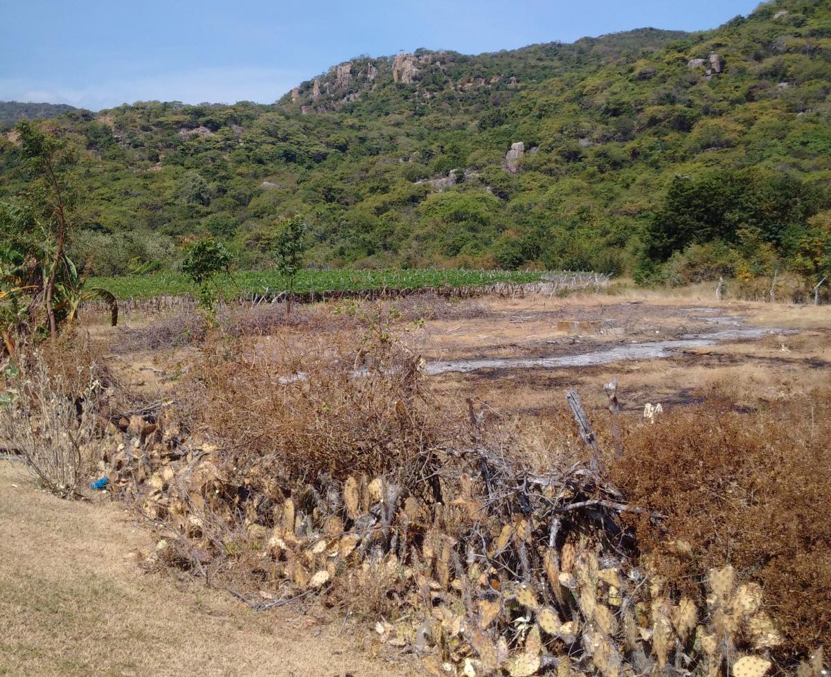 Development of drip irrigation for agriculture in response to drought in Ninh Thuan province